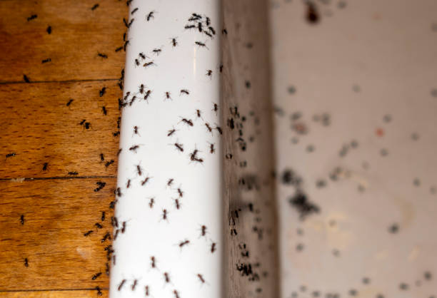 Best Affordable Pest Control Services  in Benavides, TX
