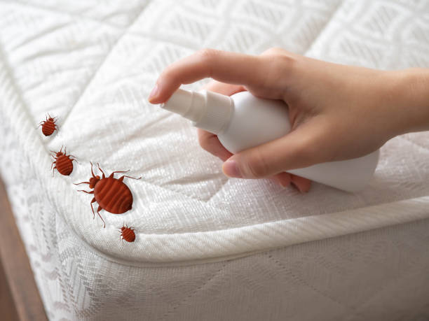 Best Emergency Pest Control  in Benavides, TX